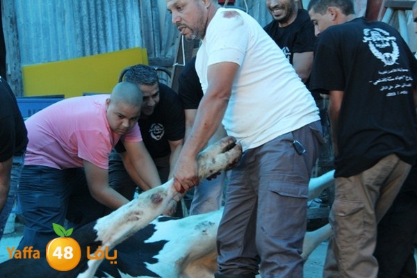 ada7y 116 n1 (24).JPG